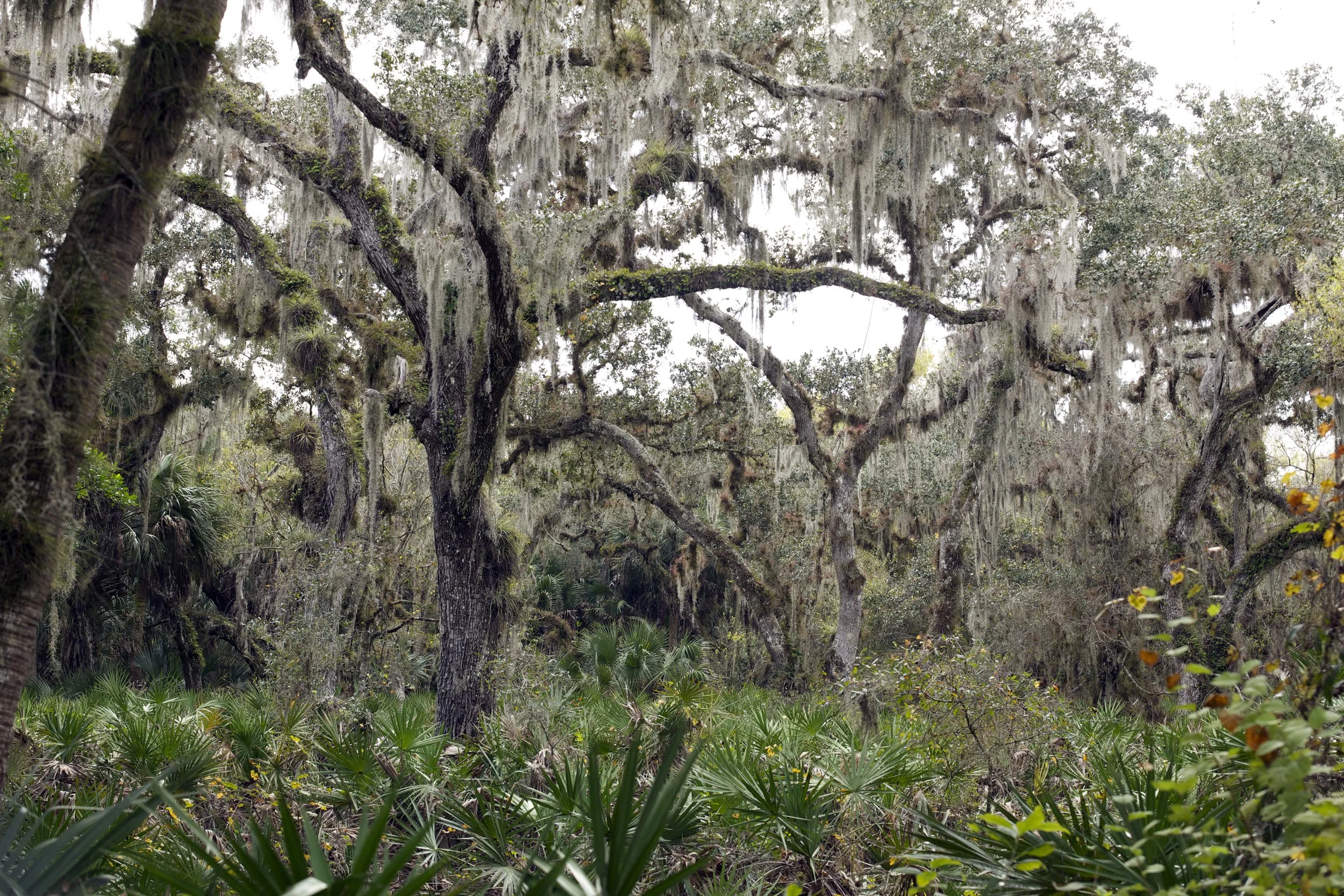 Myakka State Park, Florida L. A. Lewin 2013