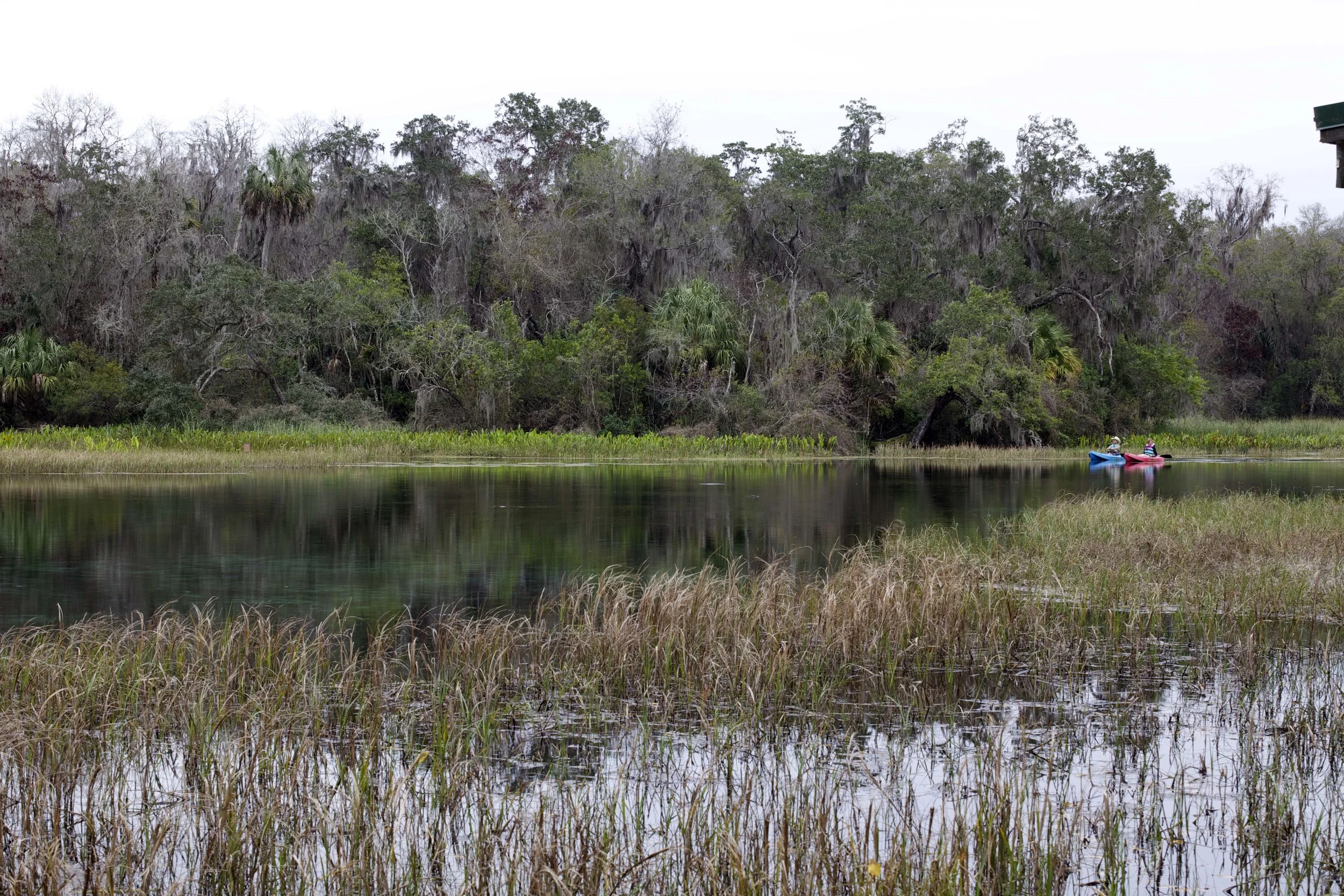 Rainbow River State Park, Florida L. A. Lewin 2013