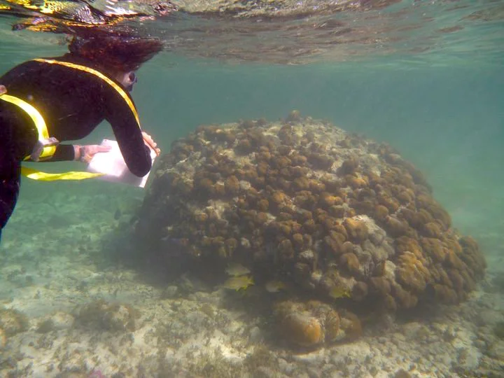 Remsen_snorkling.jpg
