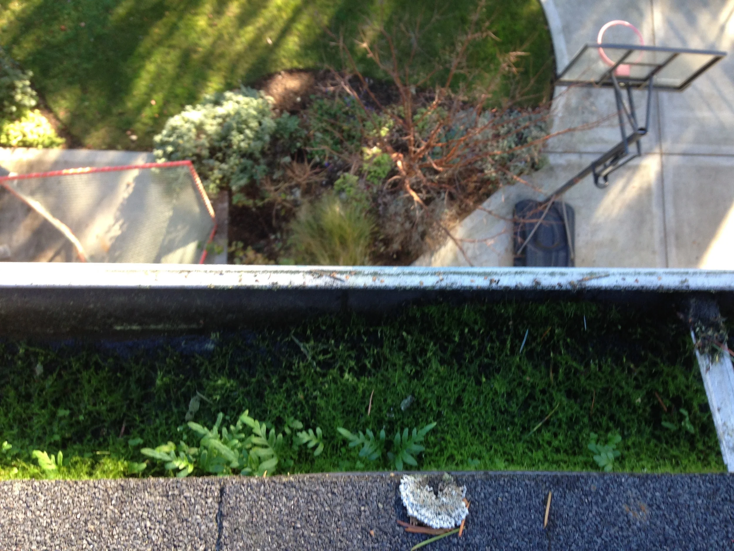 Moss in Gutter