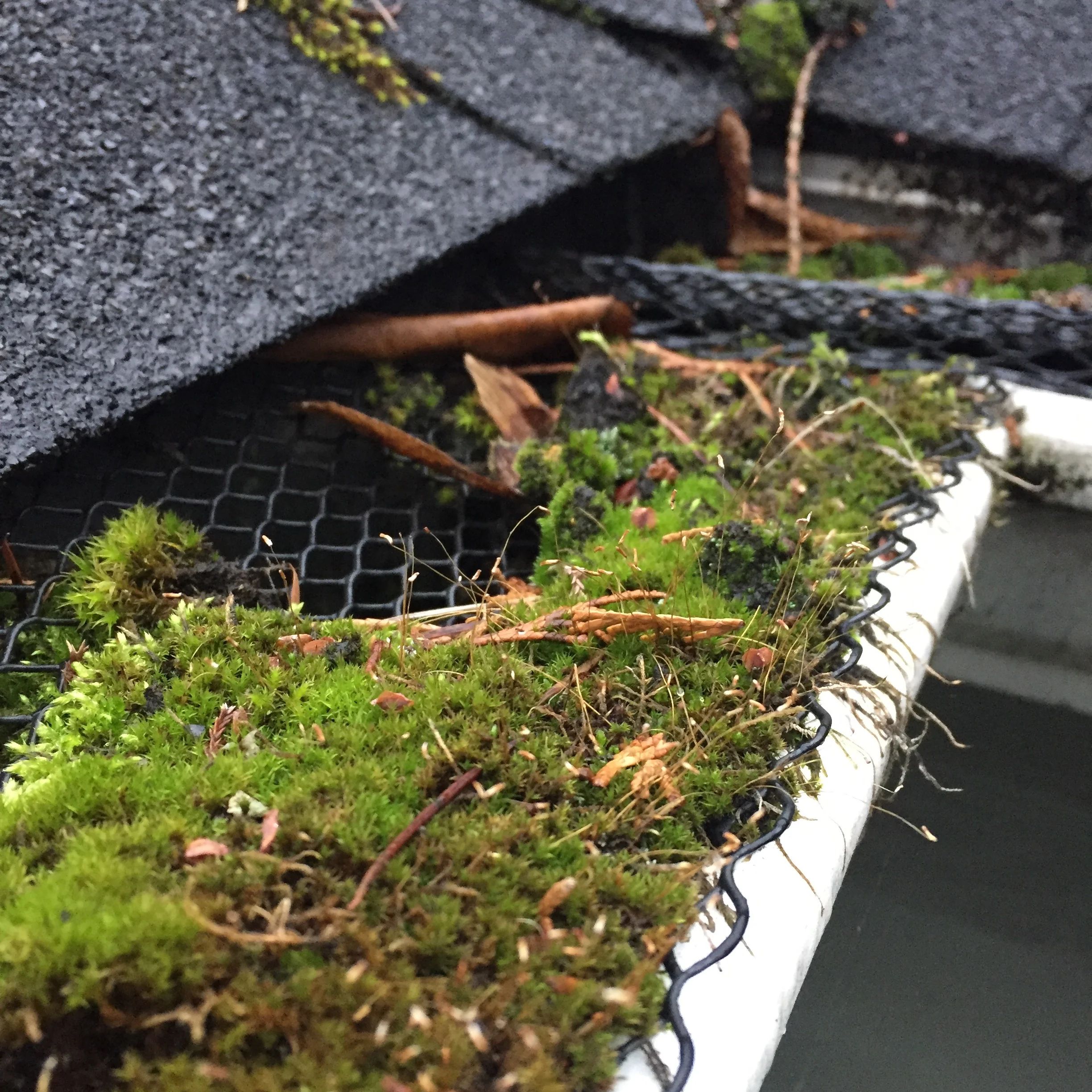 Moss Growing in Gutter Gaurd