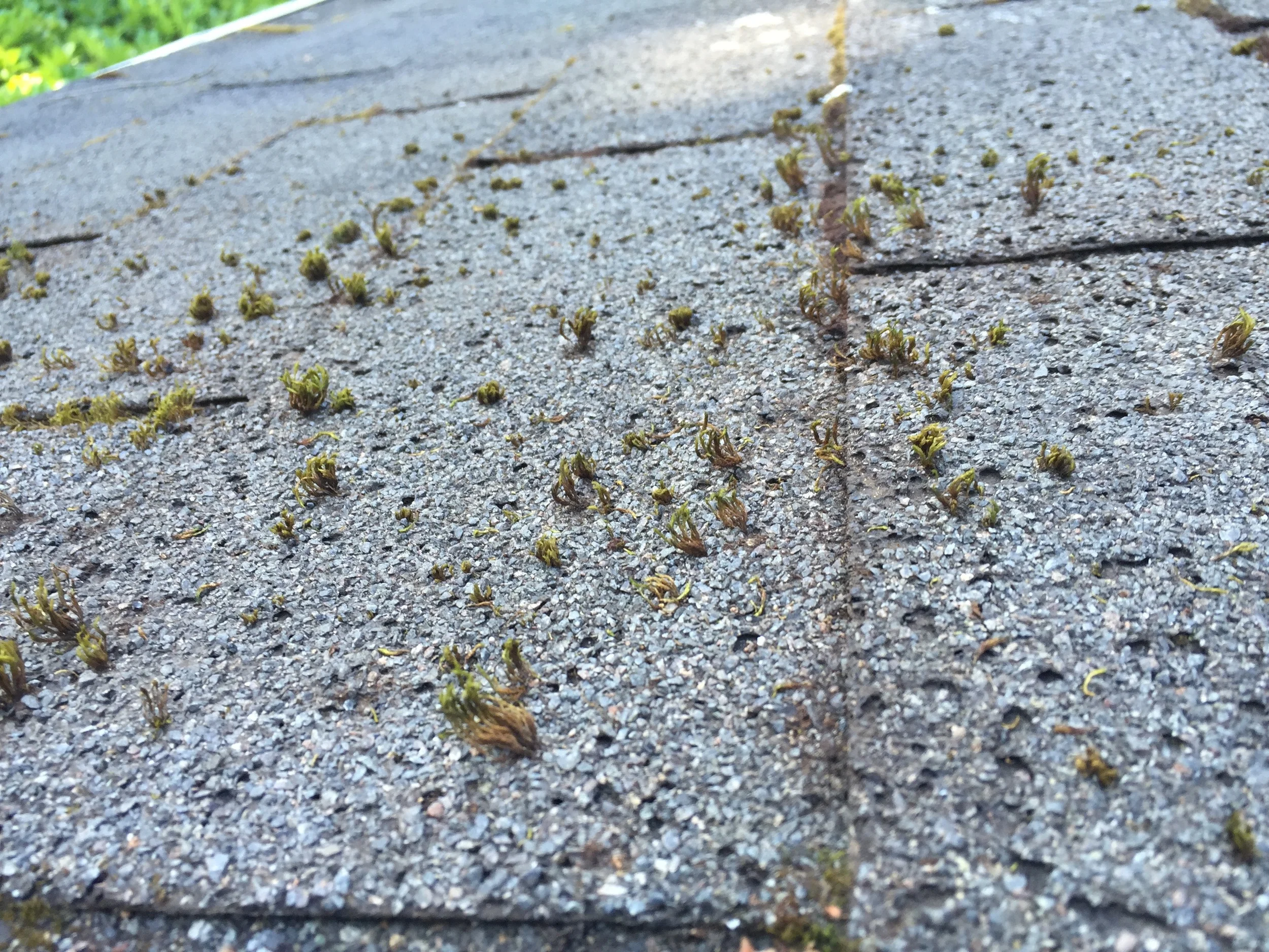 Pitting on Tile from Roof Moss