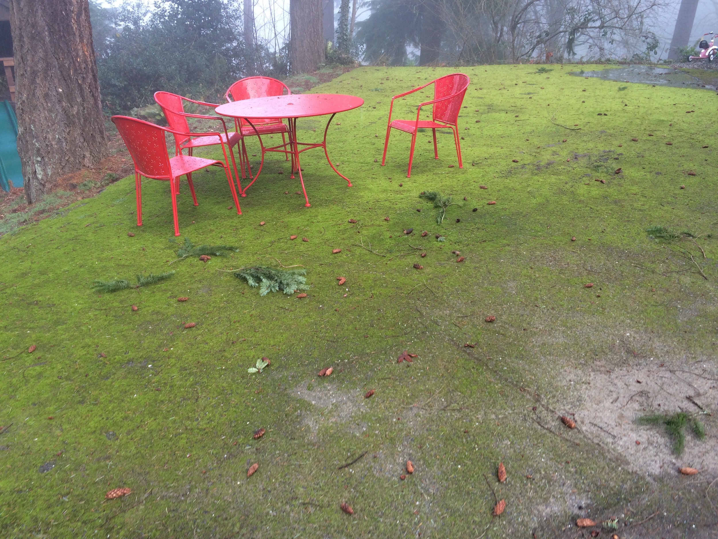 Thick Moss on Patio