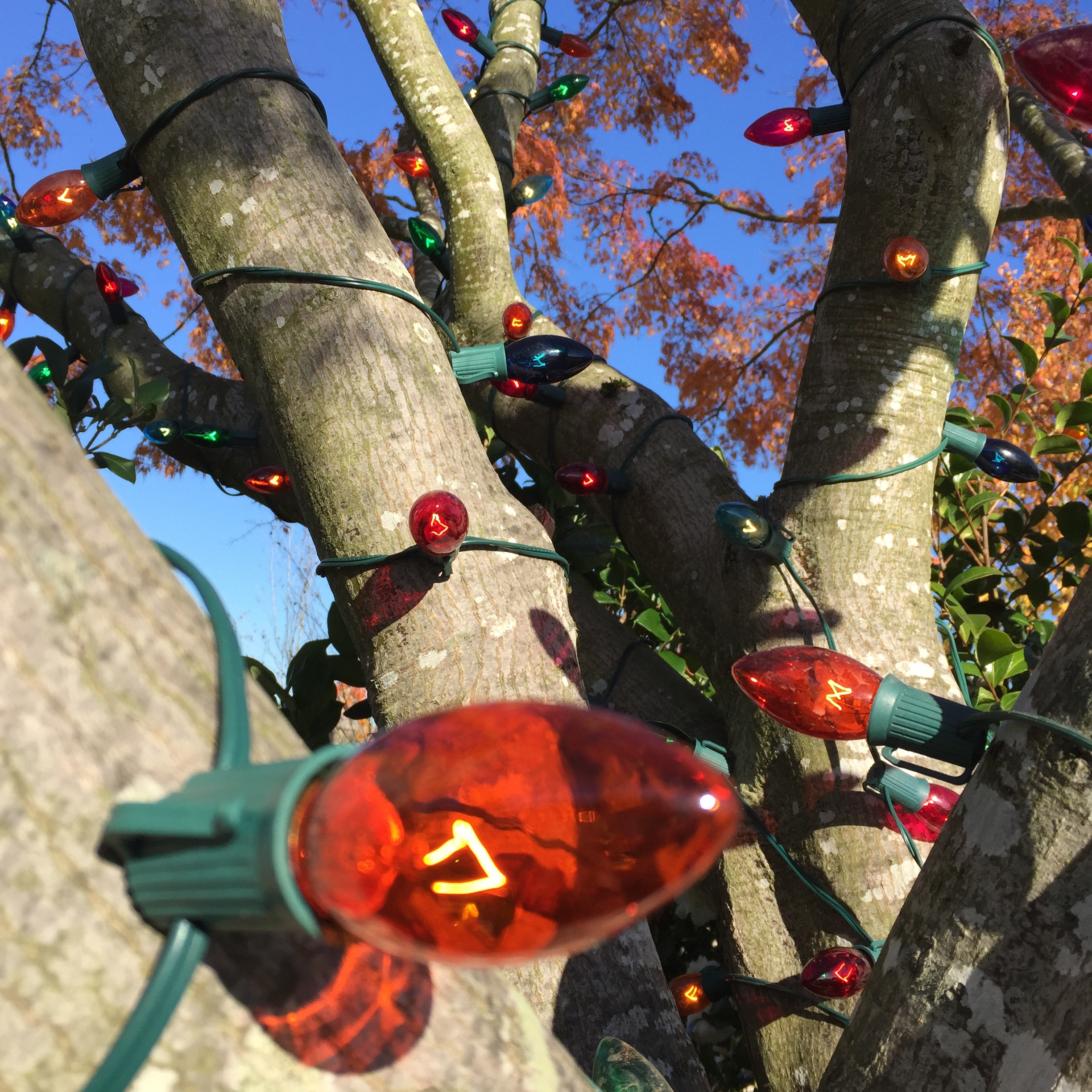 Colored C9 Bulbs on Tree