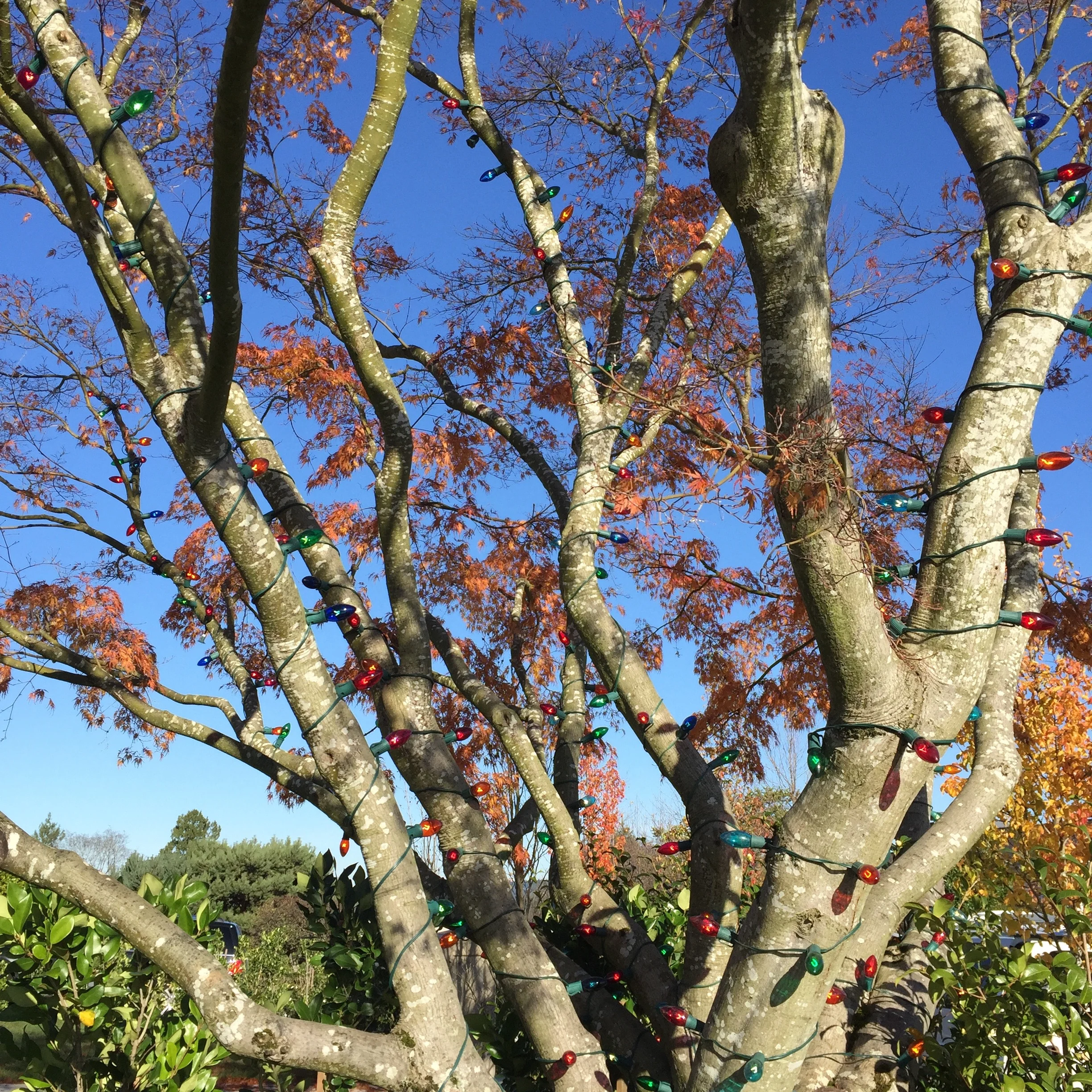 Tree Wrapping with C9 Bulbs