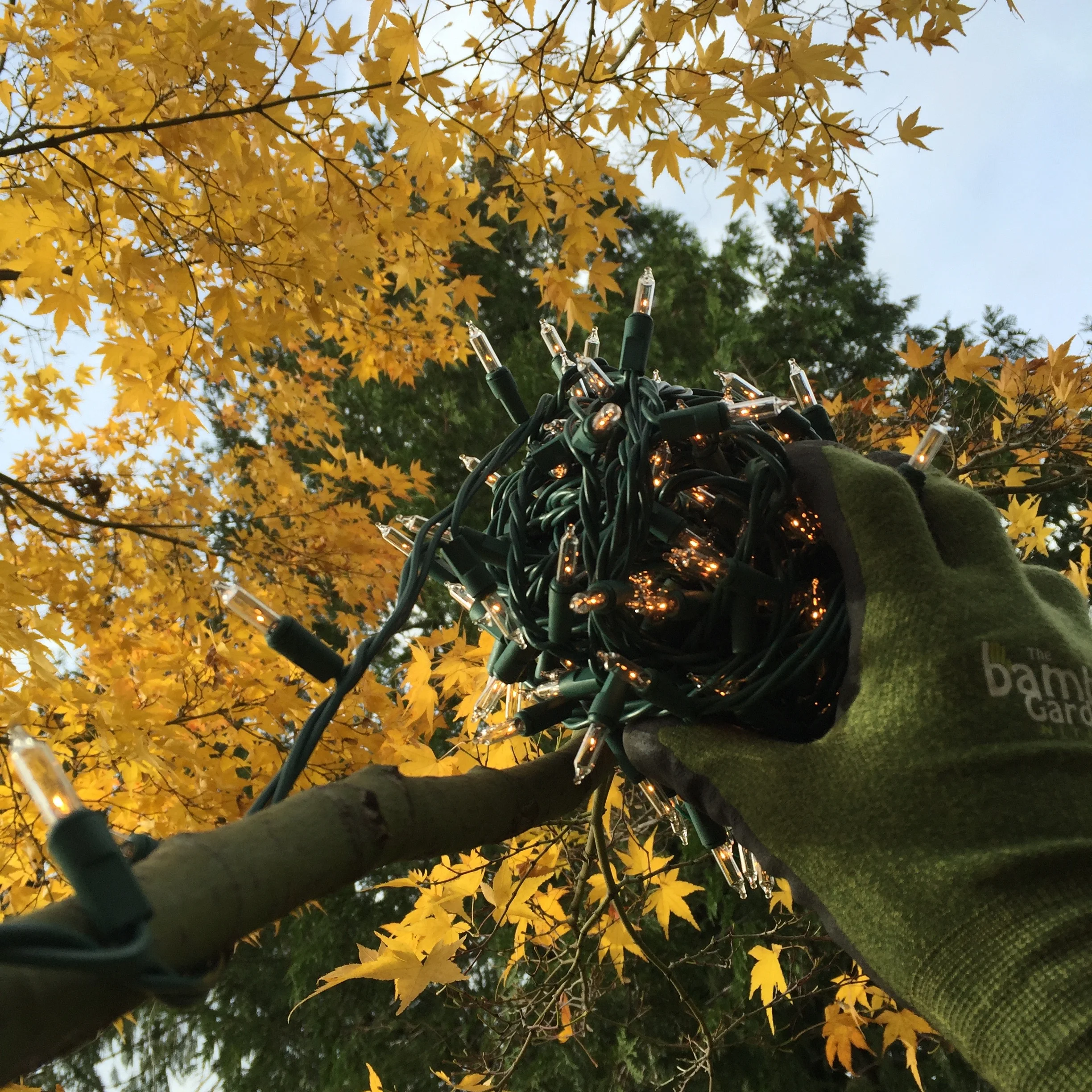 Tree Wrapping with Clear Twinkle Lights