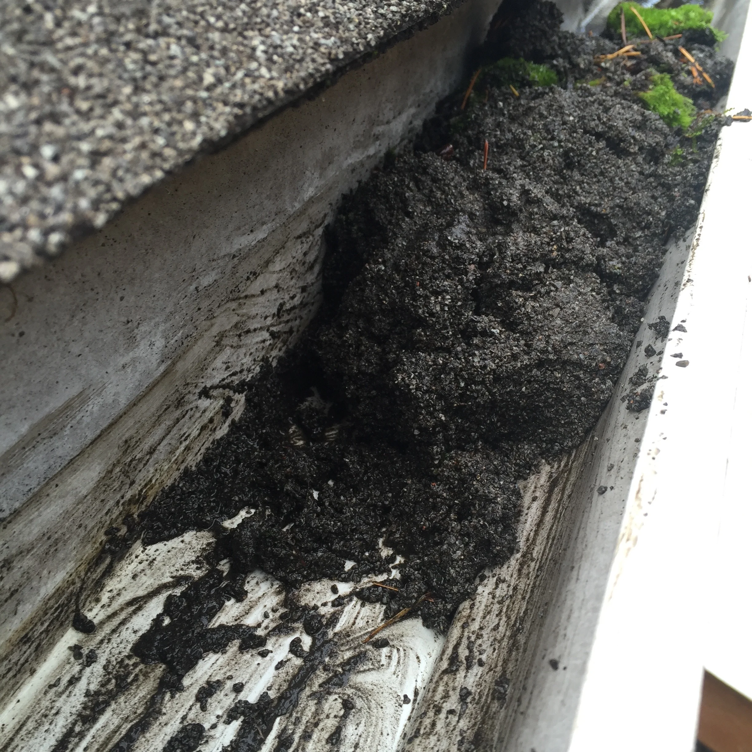 Roofing Composite Particles Growing Moss