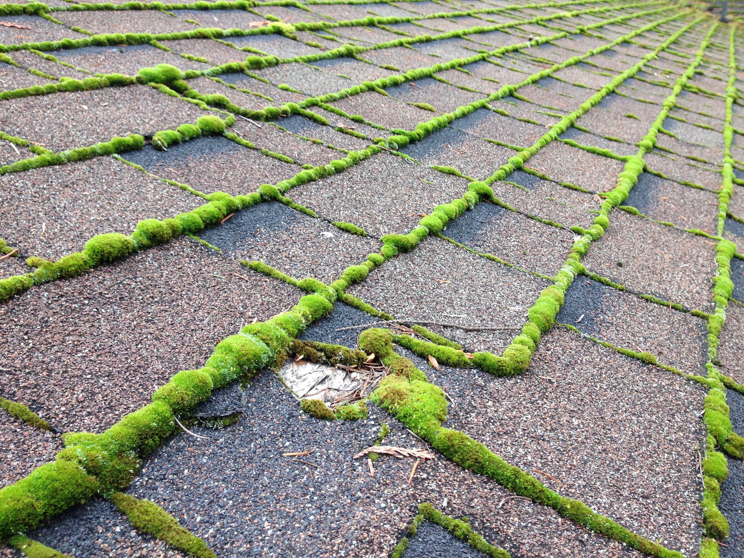 MossyRoof.jpg