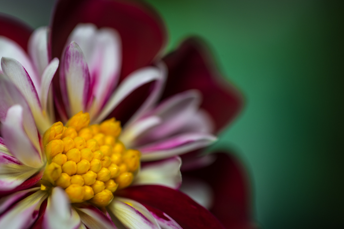 ann arbor dexter photographer flower floral garden gardens-3.jpg