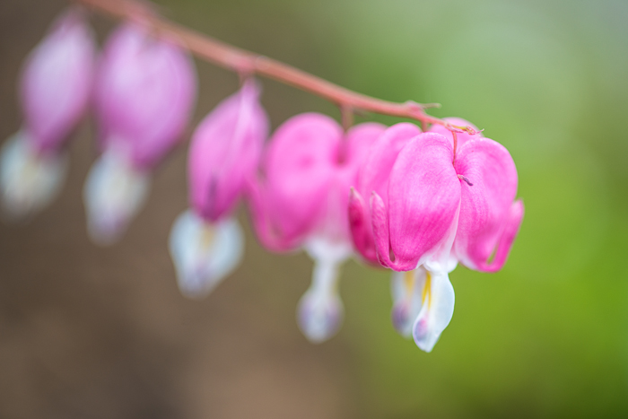 DSC_0116 - ann arbor photographer lotus garden.jpg