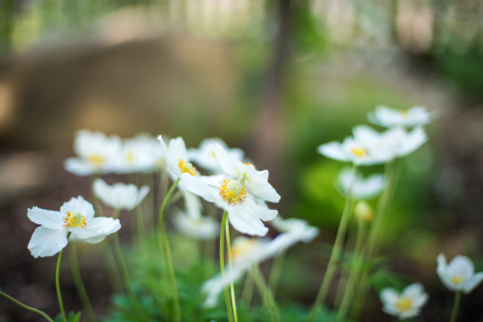 DSC_0148 - ann arbor photographer lotus garden.jpg