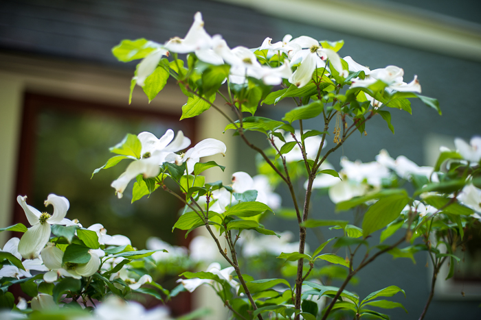 DSC_0158 - ann arbor photographer lotus garden.jpg