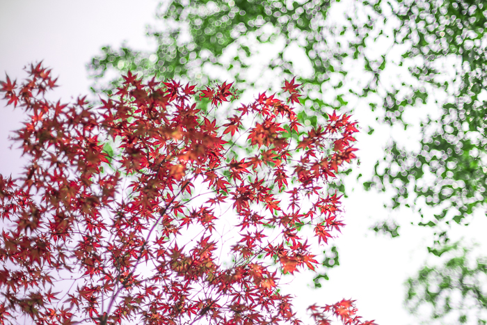 DSC_0171 - ann arbor photographer lotus garden.jpg
