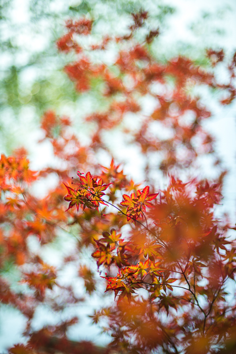 DSC_0177 - ann arbor photographer lotus garden.jpg