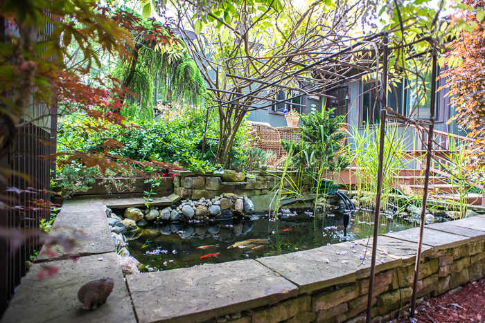 DSC_0203 - ann arbor photographer lotus garden.jpg