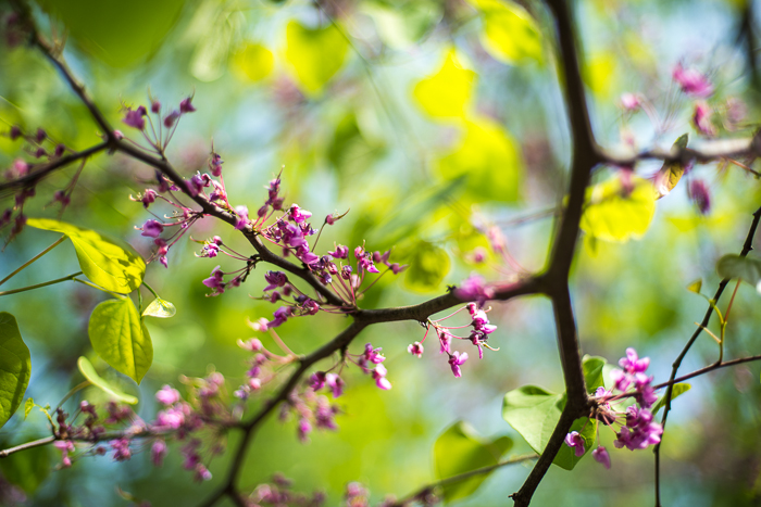 DSC_0239 - ann arbor photographer lotus garden.jpg