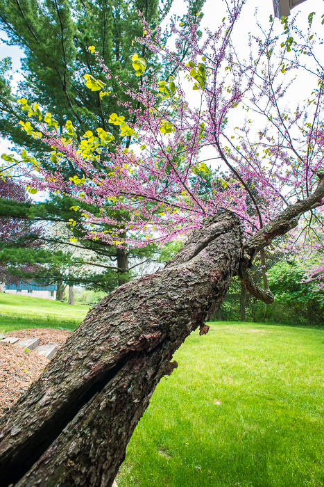 DSC_0475 - ann arbor photographer lotus garden.jpg