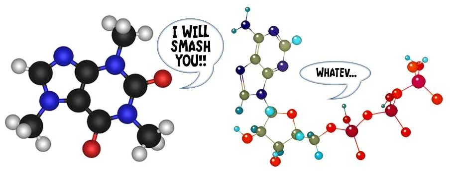 caffeine v. adenisone.jpg