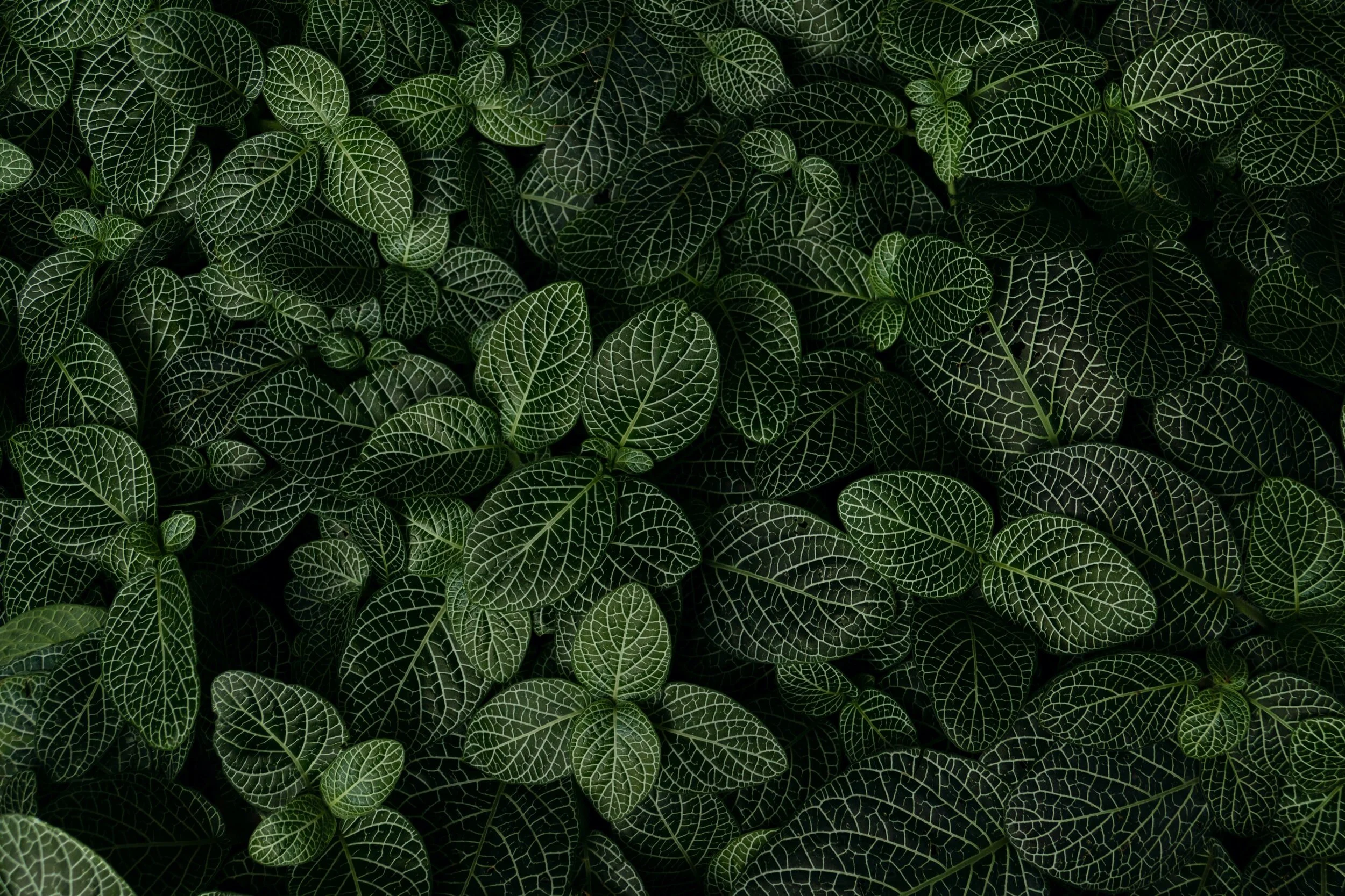 主日崇拜网络直播