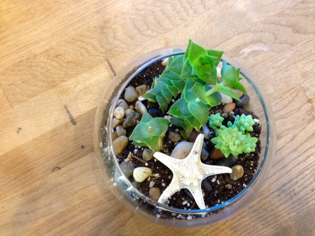 SucculentWinter2014.jpg