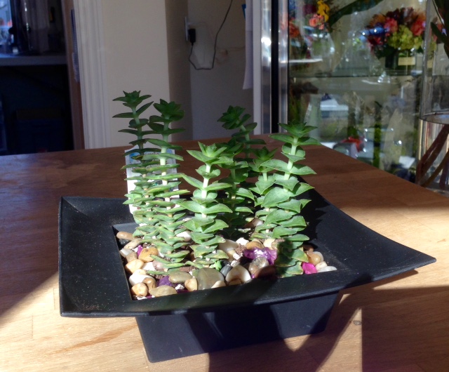 SucculentWinter2014B.jpg