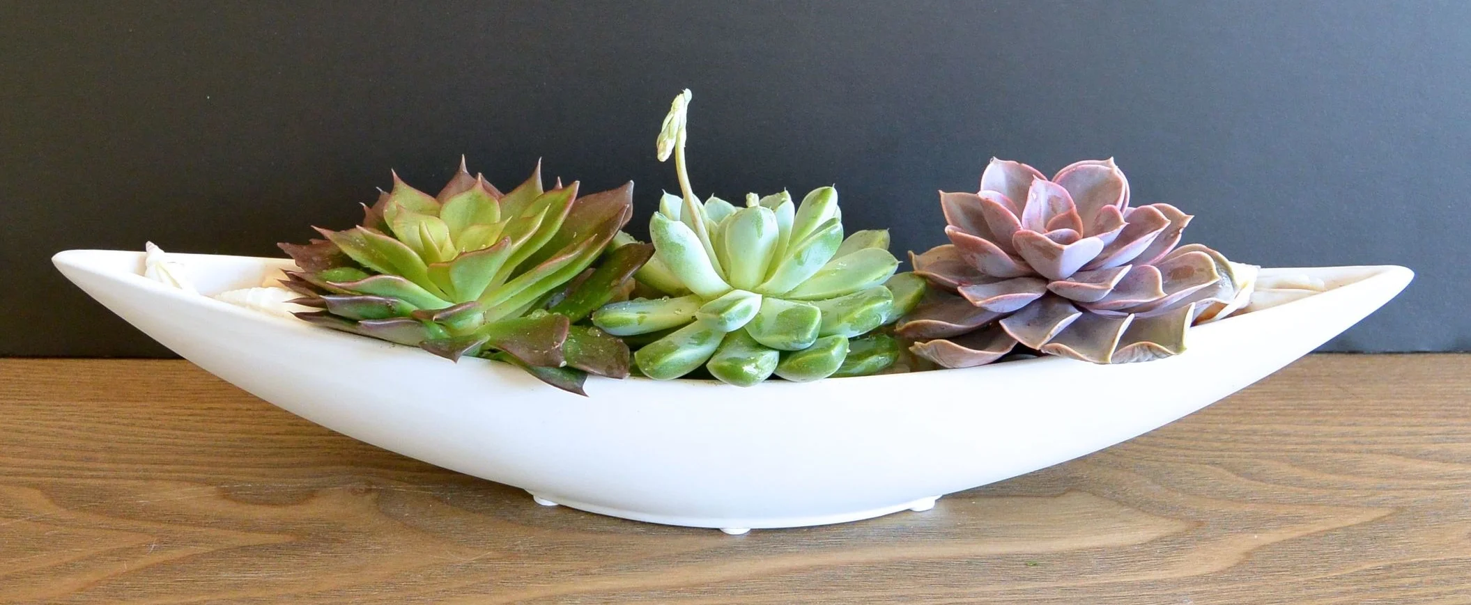 Succulent Boat - $45.jpg