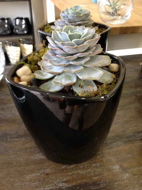 plants4.jpg