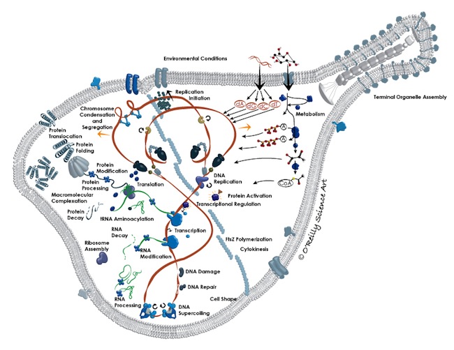 The finalized figure was simplified from this original illustration, which was based on a sketch from one of the authors. A whole-cell computational model predicts phenotype from genotype. Karr JR, Sanghvi JC, Macklin DN, Gutschow MV, Jacobs JM, Bolival B Jr, Assad-Garcia N, Glass JI, Covert MW. Cell . 2012 Jul 20;150(2):389-401. 