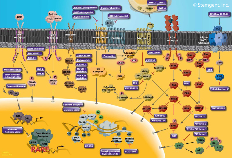 This was a poster I designed for Stemgent, a company that provides reagents for stem cell research. 