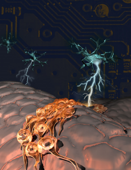 Identification of distinct ChAT⁺ neurons and activity-dependent control of postnatal SVZ neurogenesis. Paez-Gonzalez P, Asrican B, Rodriguez E, Kuo CT. Nat Neurosci. 2014 Jul;17(7):934-42. This image appeared here: http://today.duke.edu/2014/06/kuoneurogen