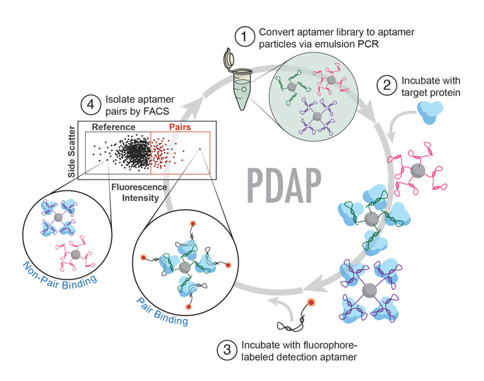 High-Throughput Discovery of Aptamers for Sandwich Assays. Csordas AT, Jørgensen A, Wang J, Gruber E, Gong Q, Bagley ER, Nakamoto MA, Eisenstein M, Soh HT. Anal Chem. 2016 Nov 15;88(22):10842-10847.