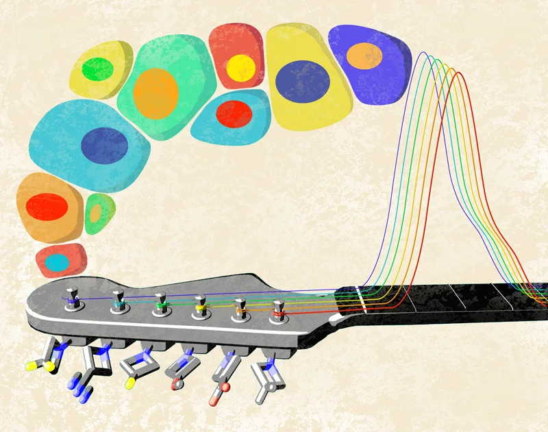 A general method to fine-tune fluorophores for live-cell and in vivo imaging