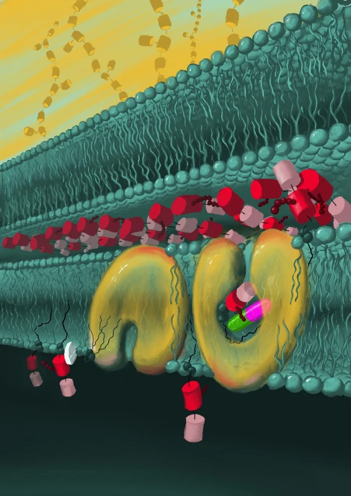 Direct observation of the influence of cardiolipin and antibiotics on lipid II binding to MurJ