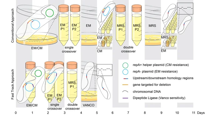d-Alanyl-d-Alanine Ligase as a Broad-Host-Range Counterselection Marker in Vancomycin-Resistant Lactic Acid Bacteria. Zhang S, Oh JH, Alexander LM, Özçam M, van Pijkeren JP. J Bacteriol. 2018 Jun 11;200(13). pii: e00607-17. doi: 10.1128/JB.00607-17. Print 2018 Jul 1.