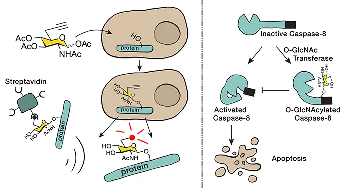 The New Chemical Reporter 6-Alkynyl-6-deoxy-GlcNAc Reveals O-GlcNAc Modification of the Apoptotic Caspases That Can Block the Cleavage/Activation of Caspase-8