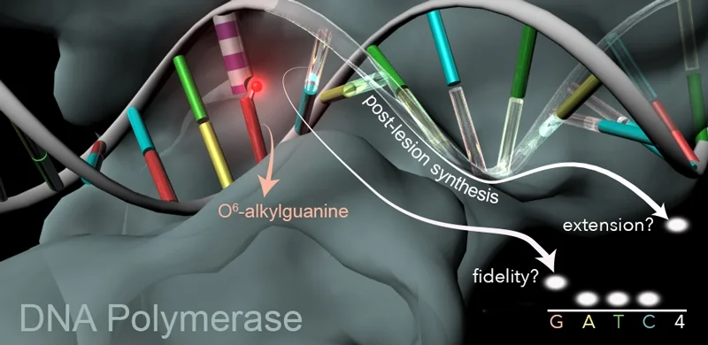 Tolerance of base pair size and shape in postlesion DNA synthesis