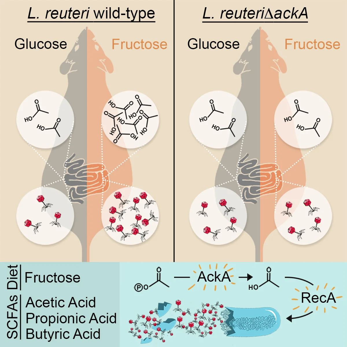  Dietary Fructose and Microbiota-Derived Short-Chain Fatty Acids Promote Bacteriophage Production in the Gut Symbiont Lactobacillus reuteri   Jee-Hwan Oh, Laura M. Alexander, Meichen Pan, Alan D. Attie, Jens Walter, Jan-Peter van Pijkeren  Published