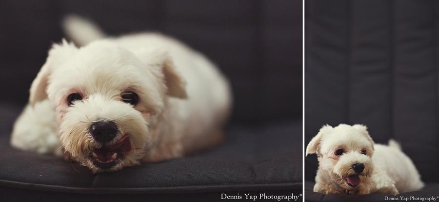 chacoal picco pet dog portrait dennis yap photography 2.jpg