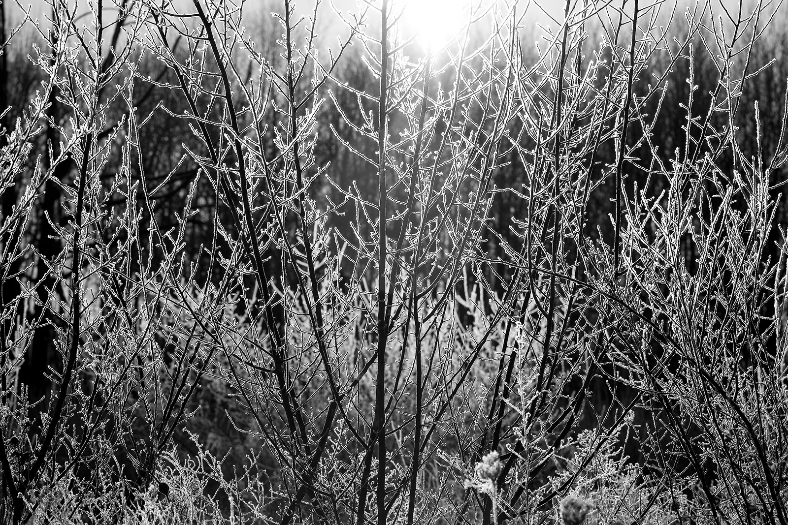 ice_020613_10.jpg