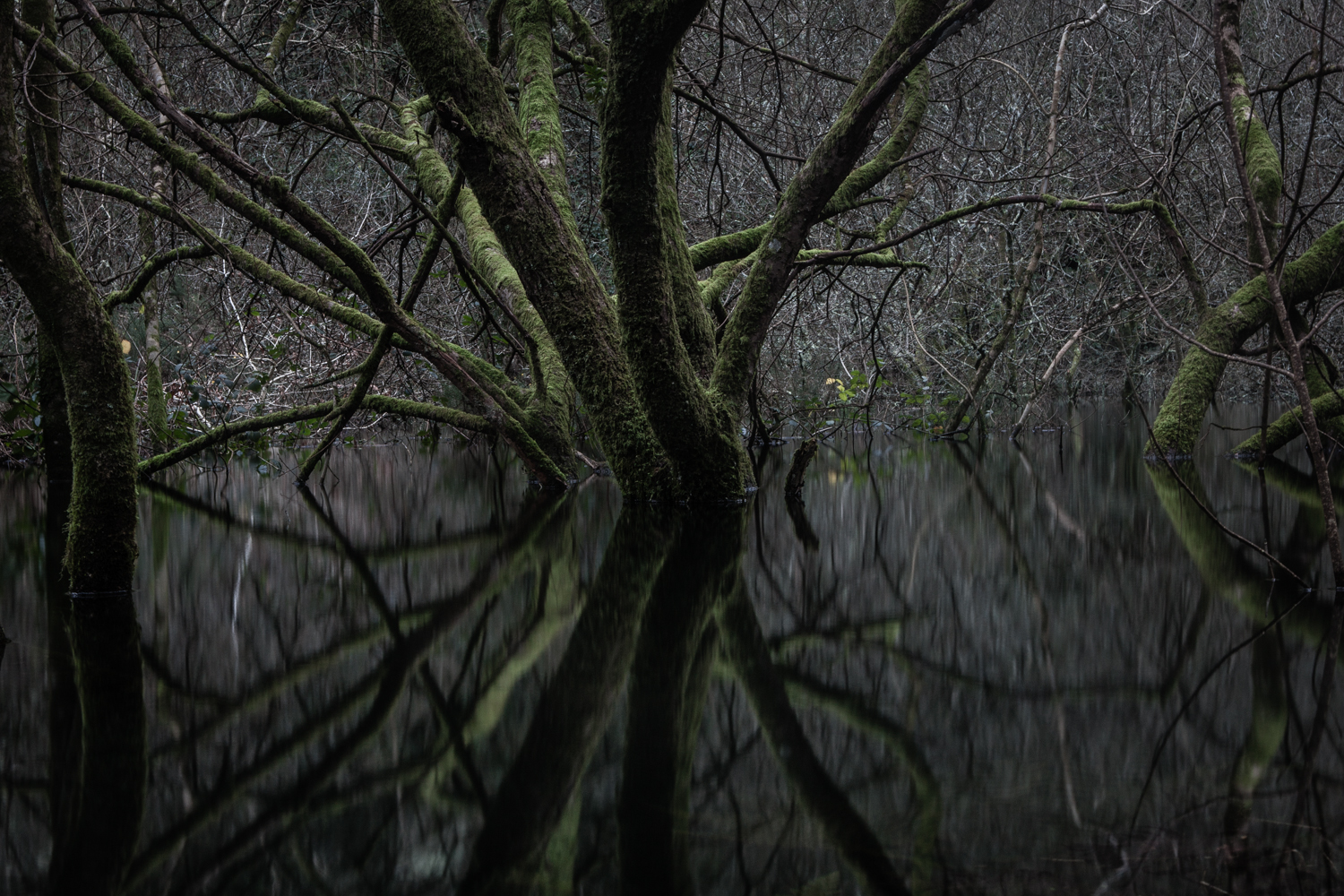 Flooded Woodland