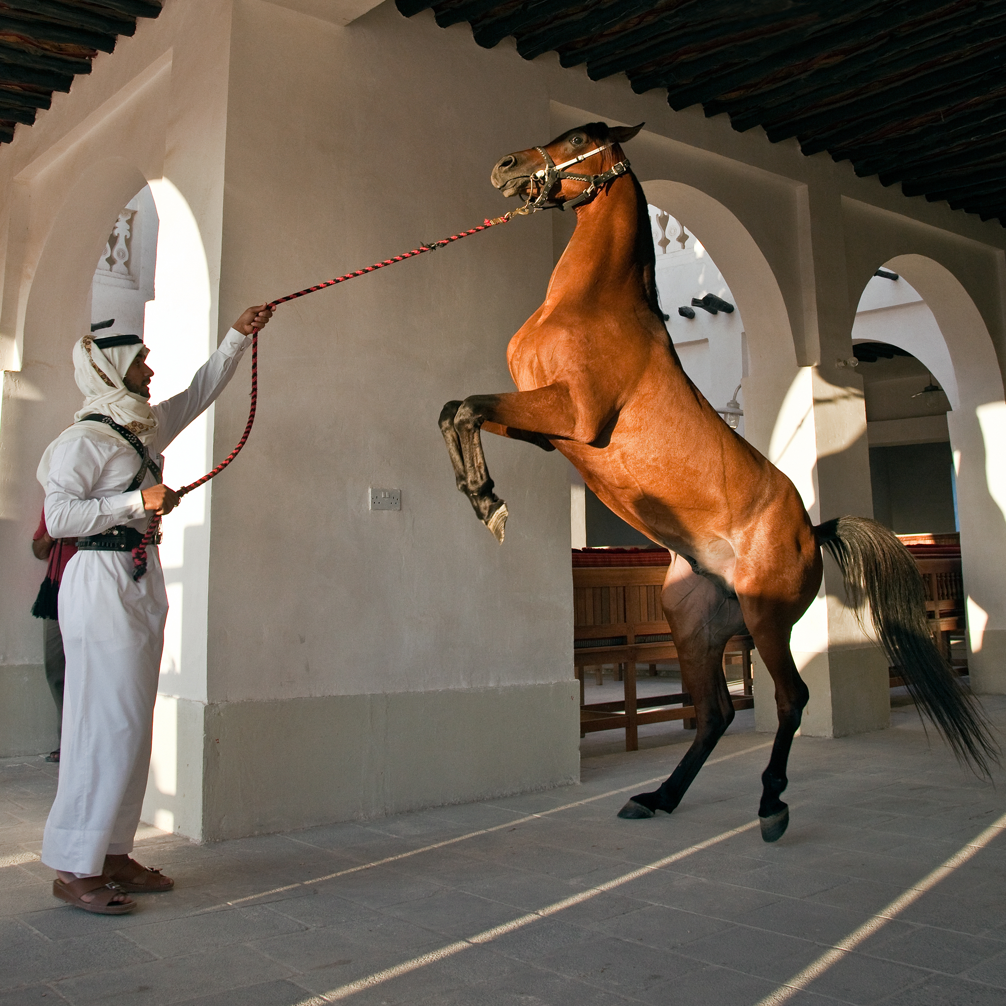 Arab Stallion (edited)(1).jpg