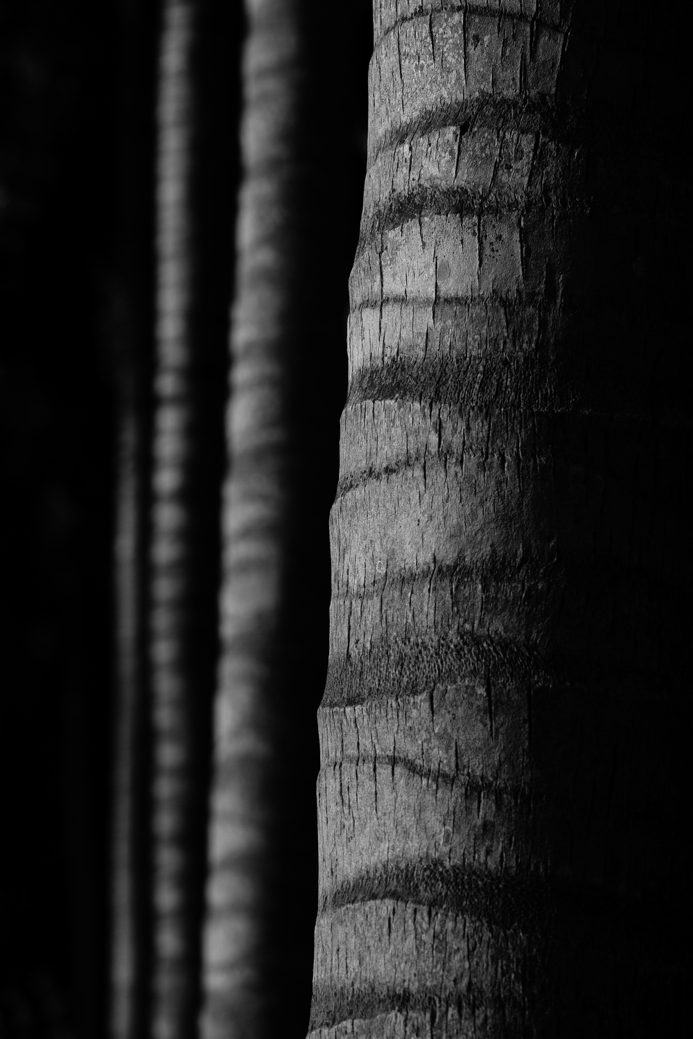 Trunks of Palm Trees_resize.jpg