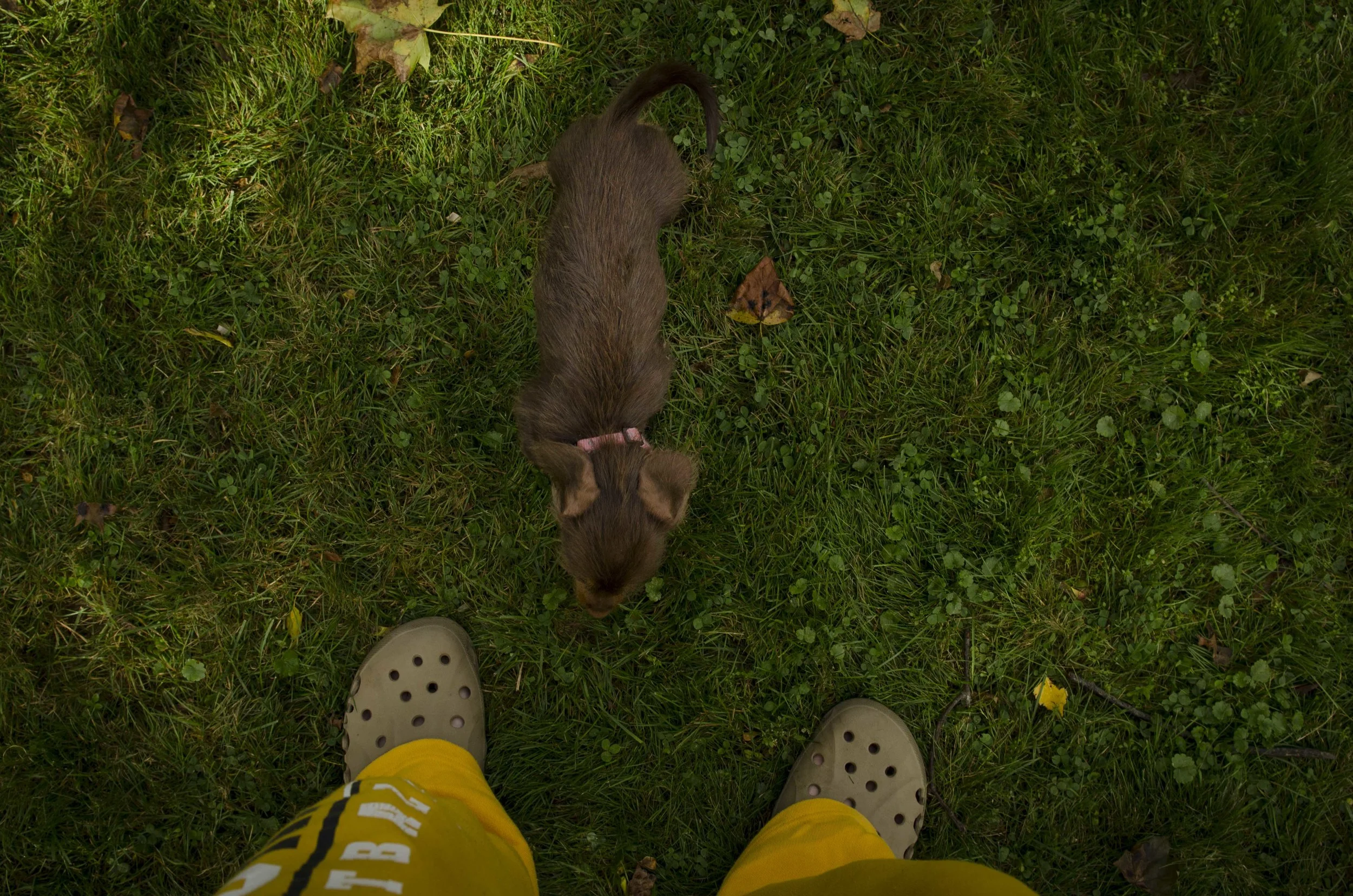 A miniature long haired dachshund