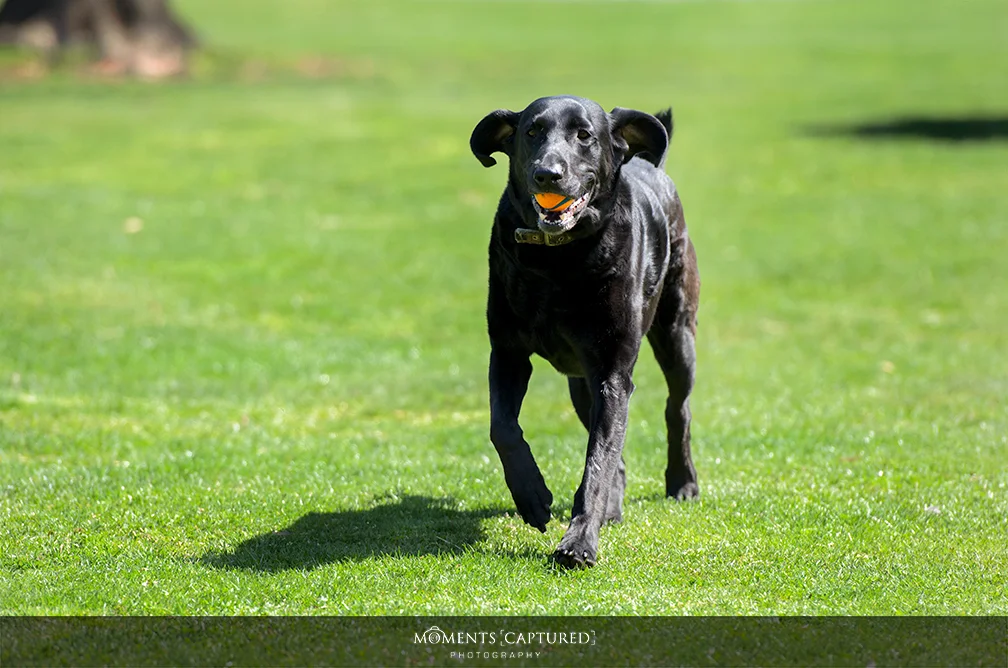 Diesel playing fetch Newmanstown, PA