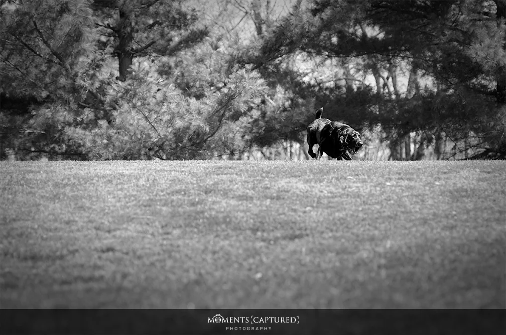 Diesel in the middle of fetching Newmanstown, PA