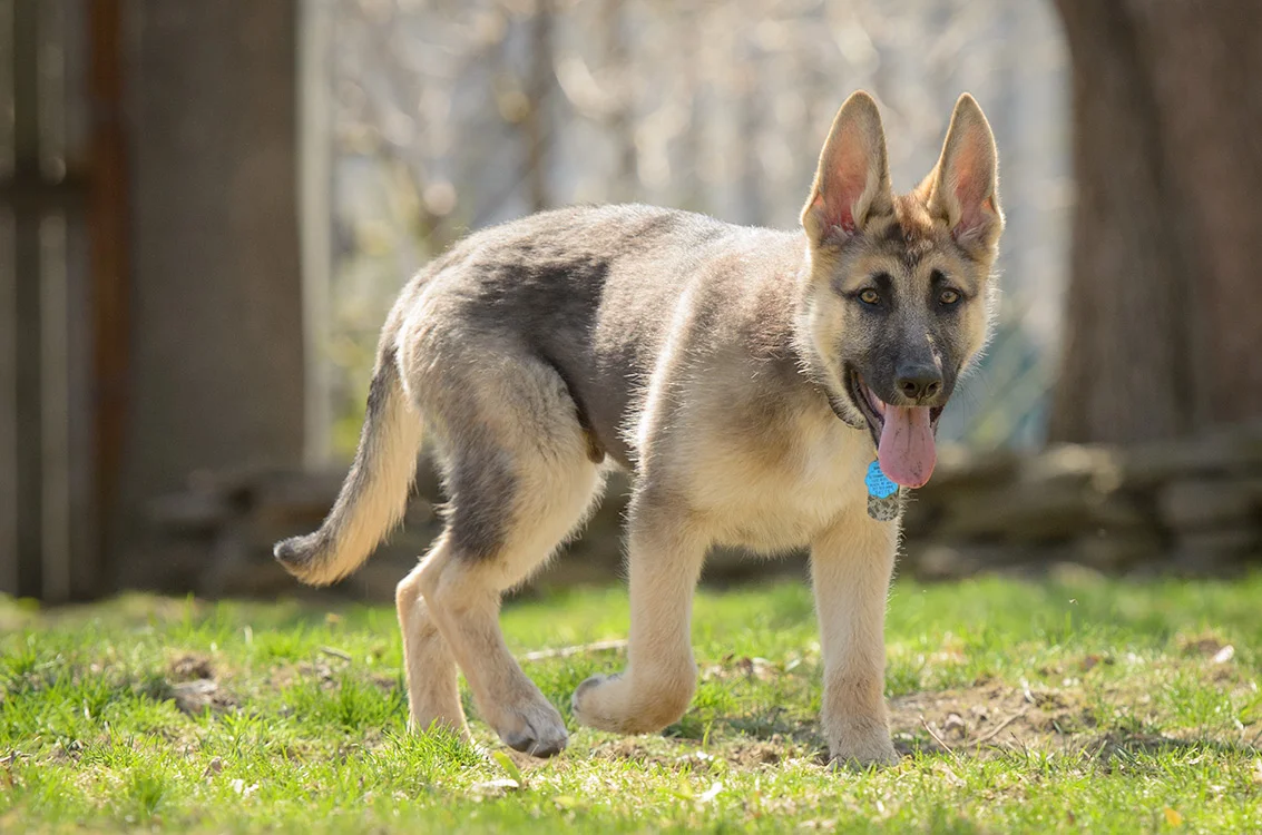 Wrangler, the new pup