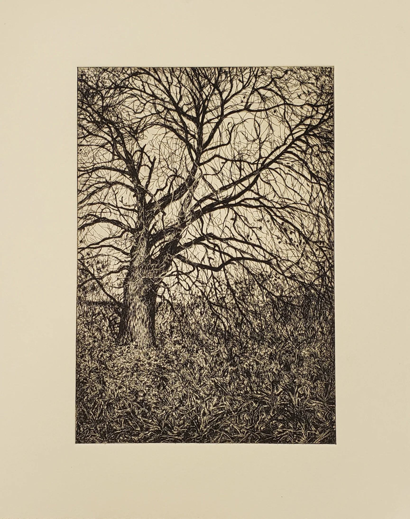 Fellenz Woods Ash