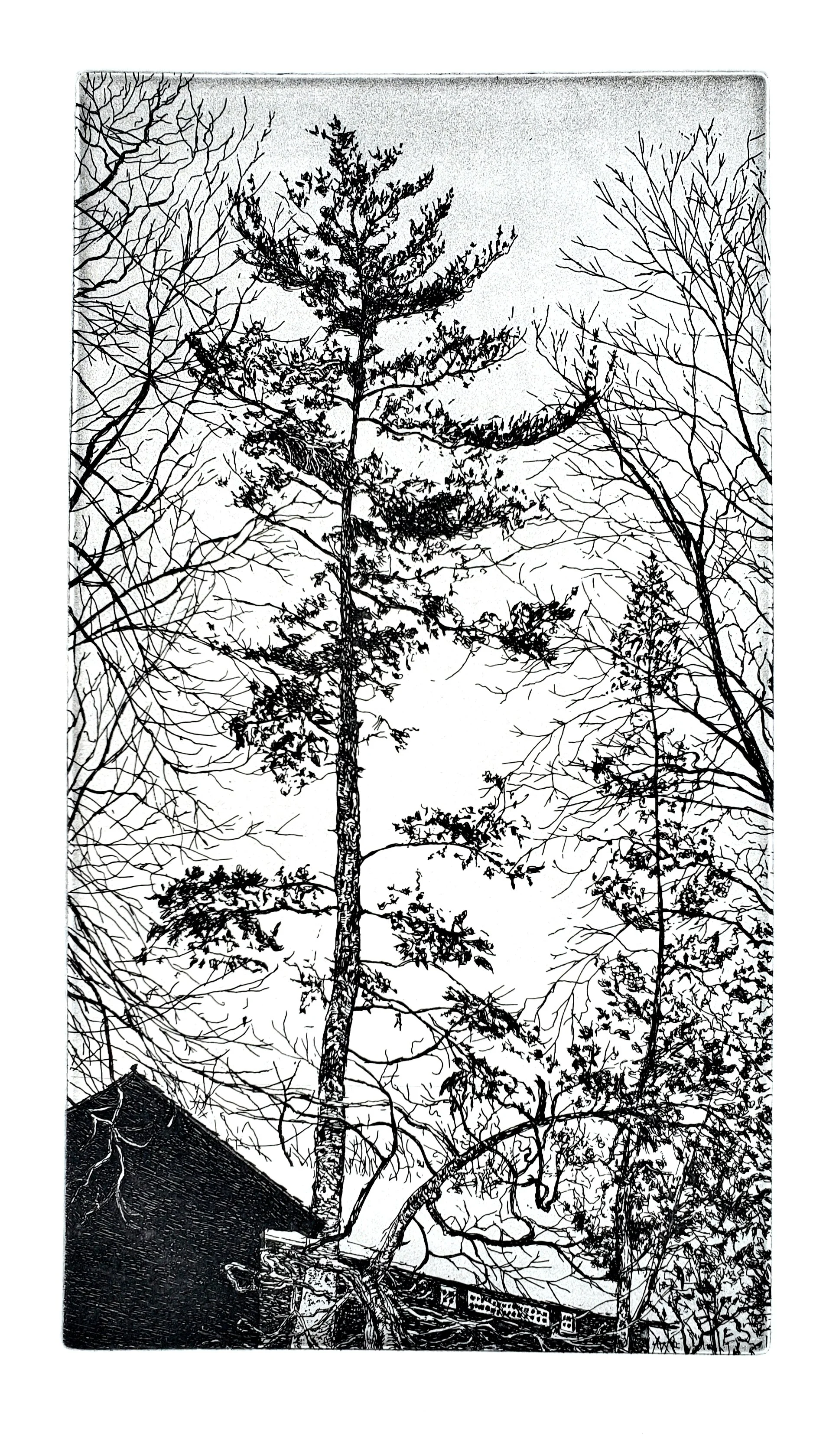 Trees in Kohler