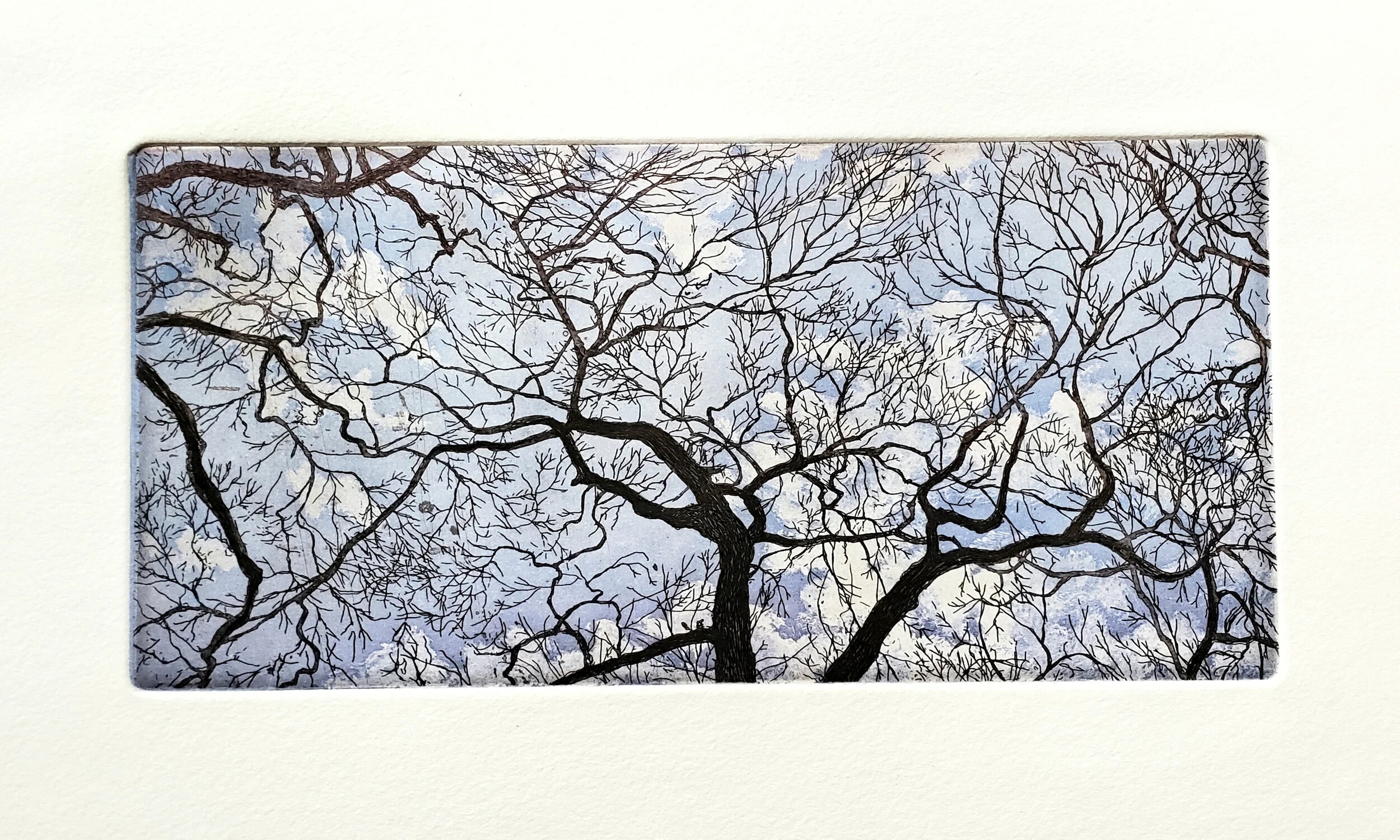 Trees in Catalano Square