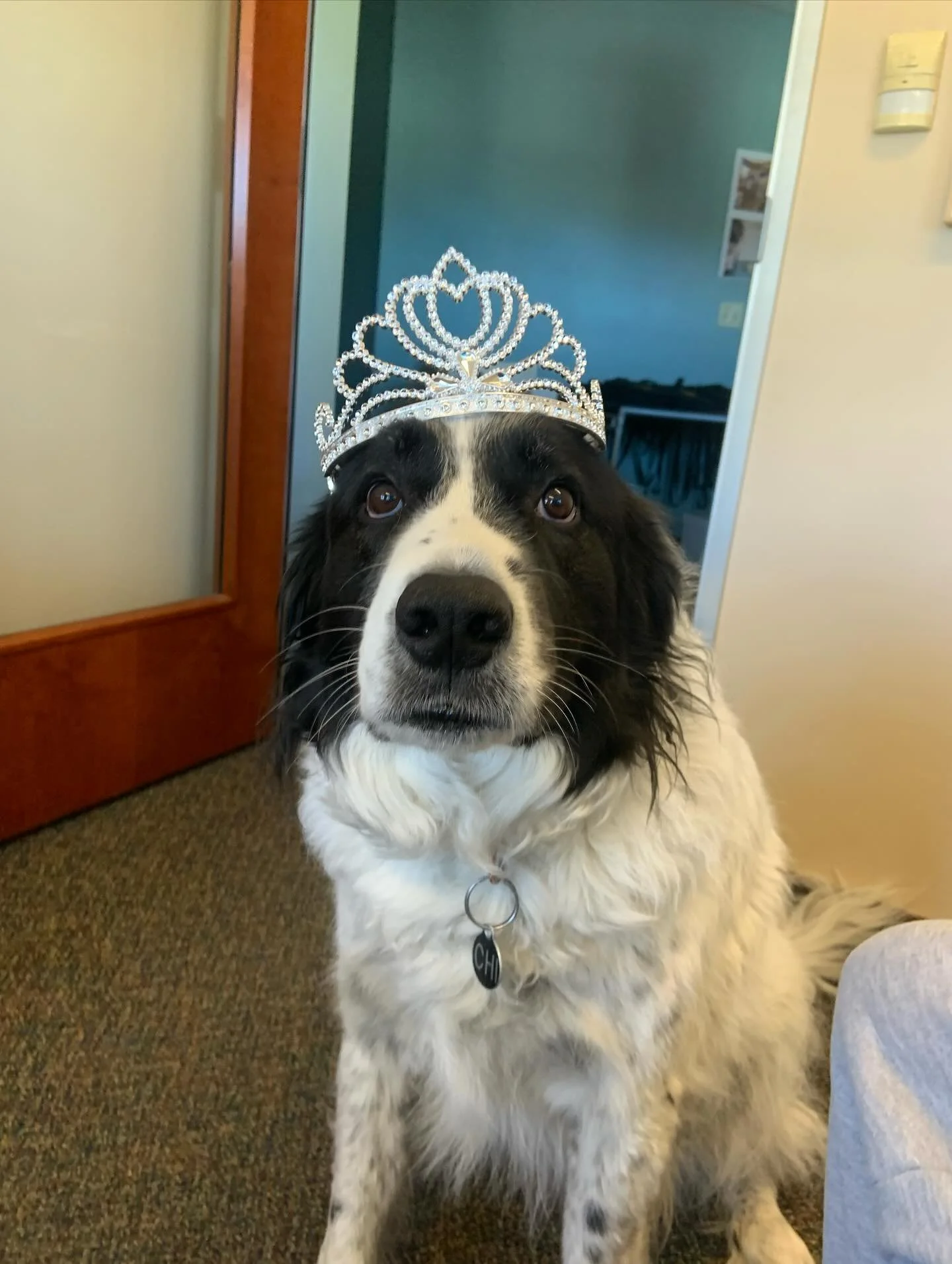 Just a good pup in a Glinda crown, ready for the big day tomorrow! ✨